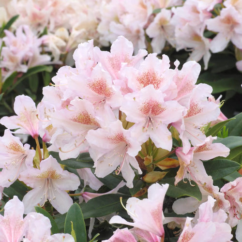 Rhododendron Cunningham's Blush TPL