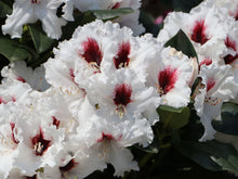 Afbeelding in Gallery-weergave laden, Rhododendron Hachmanns Picobello TPL
