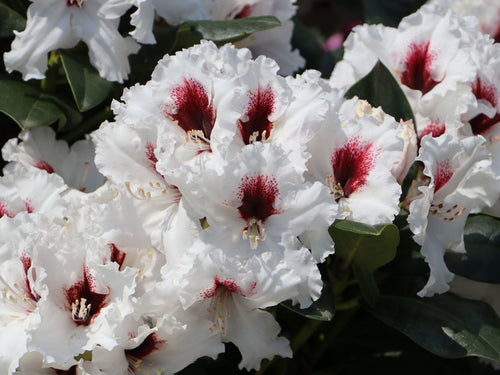 Rhododendron Hachmanns Picobello TPL