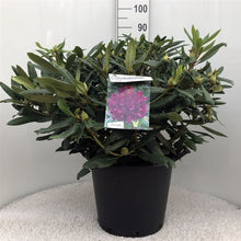 Afbeelding in Gallery-weergave laden, Rhododendron &#39;Marcel Menard&#39;
