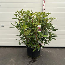 Afbeelding in Gallery-weergave laden, Rhododendron &#39;Marcel Menard&#39;
