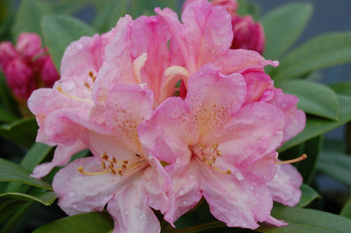 Rhododendron Percy Wiseman TPL