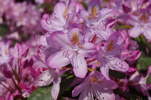 Rhododendron Ponticum Roseum TPL