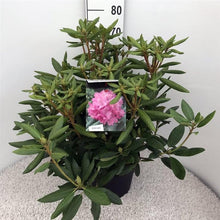 Afbeelding in Gallery-weergave laden, Rhododendron &#39;Roseum Elegans&#39;
