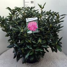 Afbeelding in Gallery-weergave laden, Rhododendron &#39;Roseum Elegans&#39;
