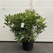 Afbeelding in Gallery-weergave laden, Rhododendron &#39;Roseum Elegans&#39;
