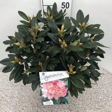 Afbeelding in Gallery-weergave laden, Rhododendron (Y) &#39;Percy Wiseman&#39;
