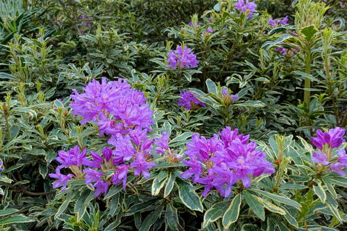 Rhododendron ponticum Variegatum TPL