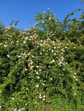 Afbeelding in Gallery-weergave laden, Rosa canina - Hondsroos blote wortel
