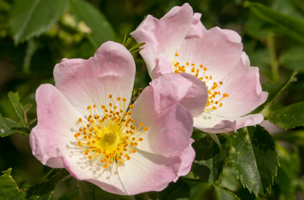 Rosa canina - Hondsroos blote wortel