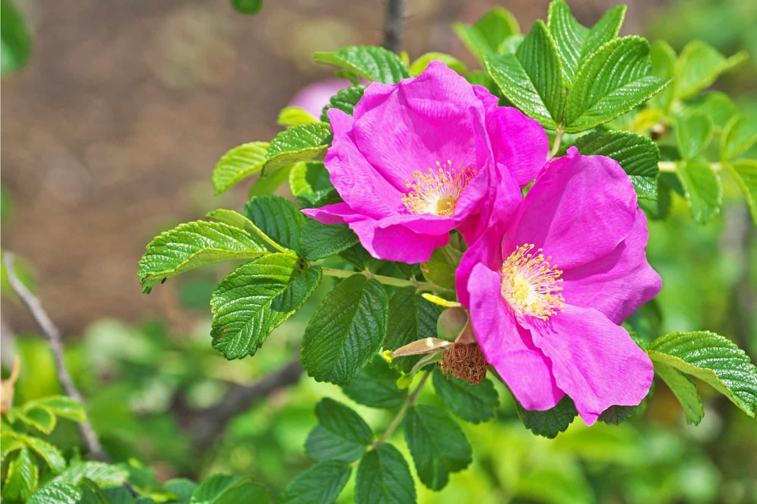 Rosa rugosa 'Rubra' - Rimpelroos blote wortel