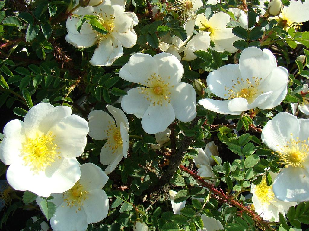 Rosa spinosissima - Duinroos blote wortel