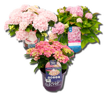 Afbeelding in Gallery-weergave laden, Roze Hortensia&#39;s - Pakket voor 1 vierkantemeter
