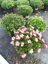 Afbeelding in Gallery-weergave laden, Saxifraga (A) Alpino Early Pink - Steenbreek
