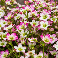 Afbeelding in Gallery-weergave laden, Saxifraga (A) Alpino Early Pink - Steenbreek
