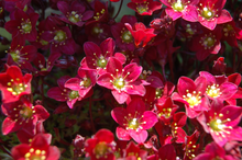 Afbeelding in Gallery-weergave laden, Saxifraga (A) Touran Deep Red - Steenbreek
