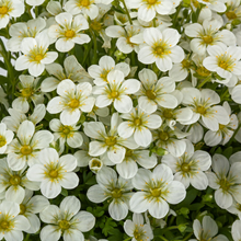 Afbeelding in Gallery-weergave laden, Saxifraga (A) Touran Large White - Steenbreek
