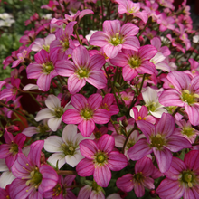 Afbeelding in Gallery-weergave laden, Saxifraga (A) Touran Pink - Steenbreek
