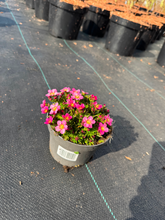 Afbeelding in Gallery-weergave laden, Saxifraga (A) Alpino Early Pink - Steenbreek
