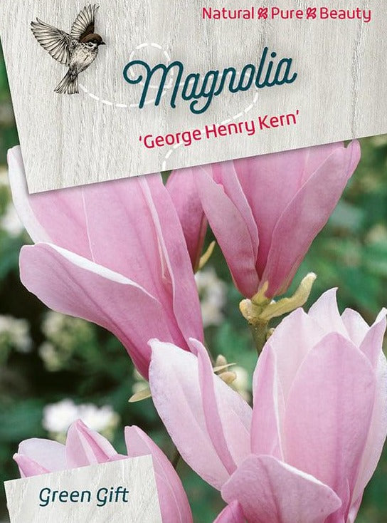 Magnolia 'George Henry Kern' op 100cm stam