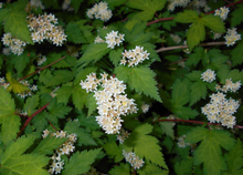 Afbeelding in Gallery-weergave laden, Stephanandra incisa &#39;Crispa&#39; - Kransspirea
