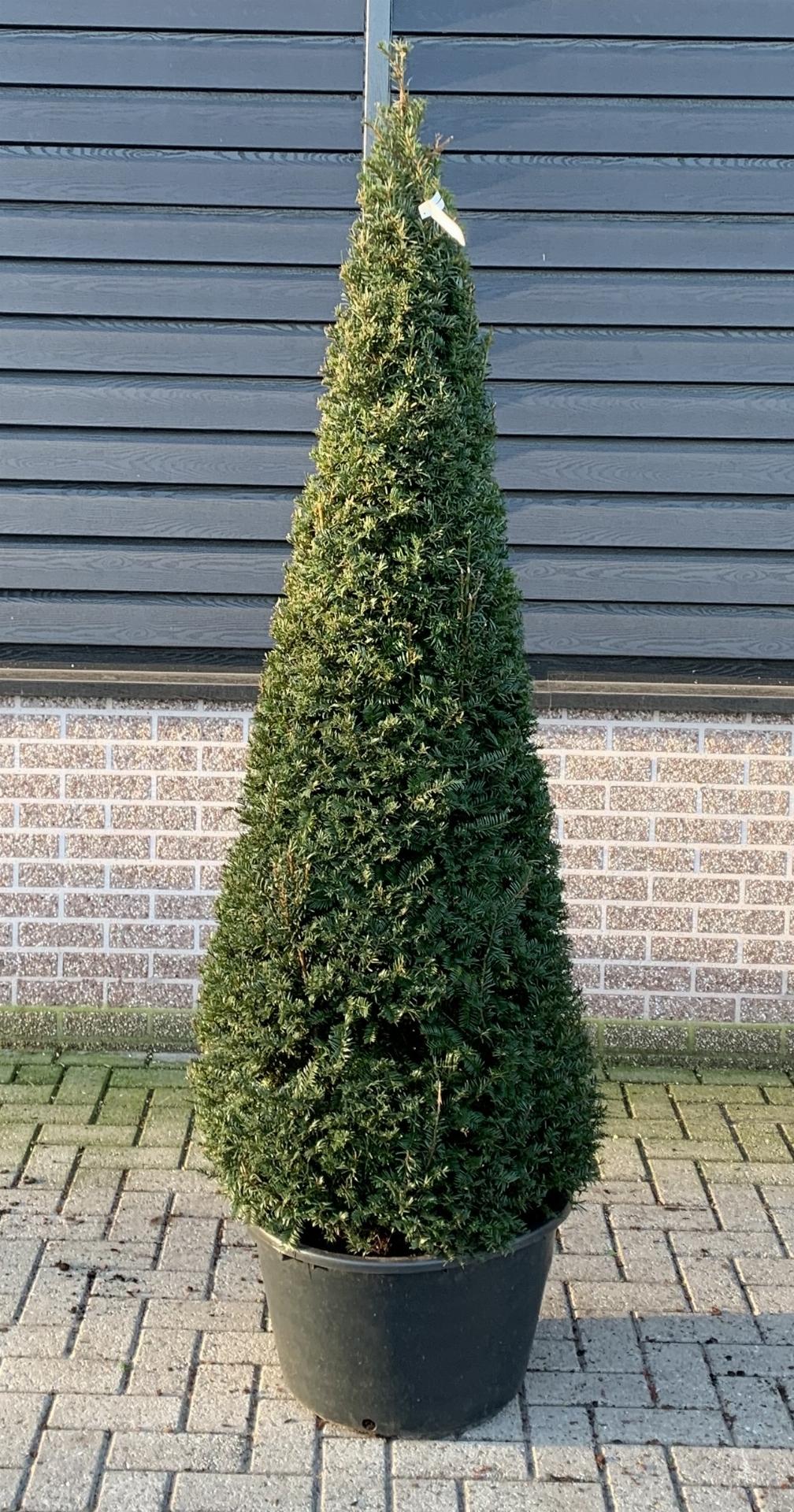 Taxus baccata - Venijnboom in kegelvorm