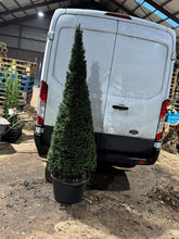 Afbeelding in Gallery-weergave laden, Taxus baccata - Venijnboom in kegelvorm
