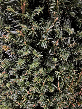 Afbeelding in Gallery-weergave laden, Taxus baccata - Venijnboom in kegelvorm
