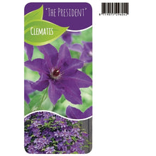 Afbeelding in Gallery-weergave laden, Clematis &#39;The President&#39; - Paarse bosrank
