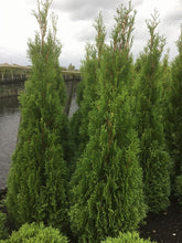 Afbeelding in Gallery-weergave laden, Thuja occidentalis &#39;Smaragd&#39; - Westerse Levensboom - Conifeer
