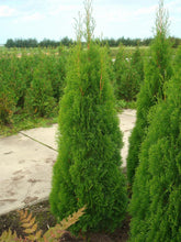 Afbeelding in Gallery-weergave laden, Thuja occidentalis &#39;Smaragd&#39; - Westerse Levensboom - Conifeer
