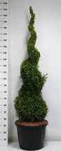 Afbeelding in Gallery-weergave laden, Thuja occidentalis &#39;Smaragd&#39; - Westerse Levensboom - Conifeer in spiraalvorm
