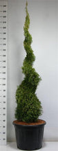 Afbeelding in Gallery-weergave laden, Thuja occidentalis &#39;Smaragd&#39; - Westerse Levensboom - Conifeer in spiraalvorm
