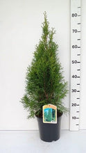 Afbeelding in Gallery-weergave laden, Thuja occidentalis &#39;Smaragd&#39; - Westerse Levensboom - Conifeer
