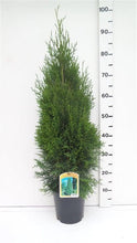 Afbeelding in Gallery-weergave laden, Thuja occidentalis &#39;Smaragd&#39; - Westerse Levensboom - Conifeer
