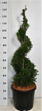 Afbeelding in Gallery-weergave laden, Thuja occidentalis &#39;Smaragd&#39; - Westerse Levensboom - Conifeer in spiraalvorm
