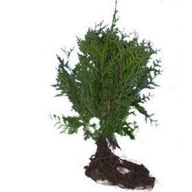 Thuja pl.Gelderland blote wortel