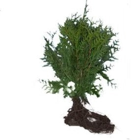 Thuja Brabant blote wortel