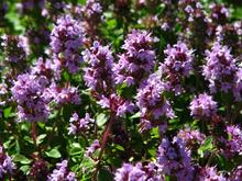 Afbeelding in Gallery-weergave laden, Thymus citriodorus - Citroentijm
