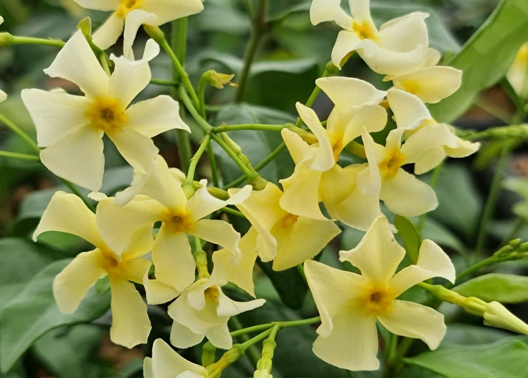 Trachelospermum jasminoides 'Star of Toscane' - Sterjasmijn