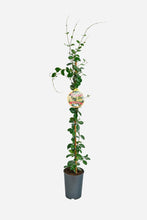 Afbeelding in Gallery-weergave laden, Trachelospermum jasminoides &#39;Star of Toscane&#39; - Sterjasmijn
