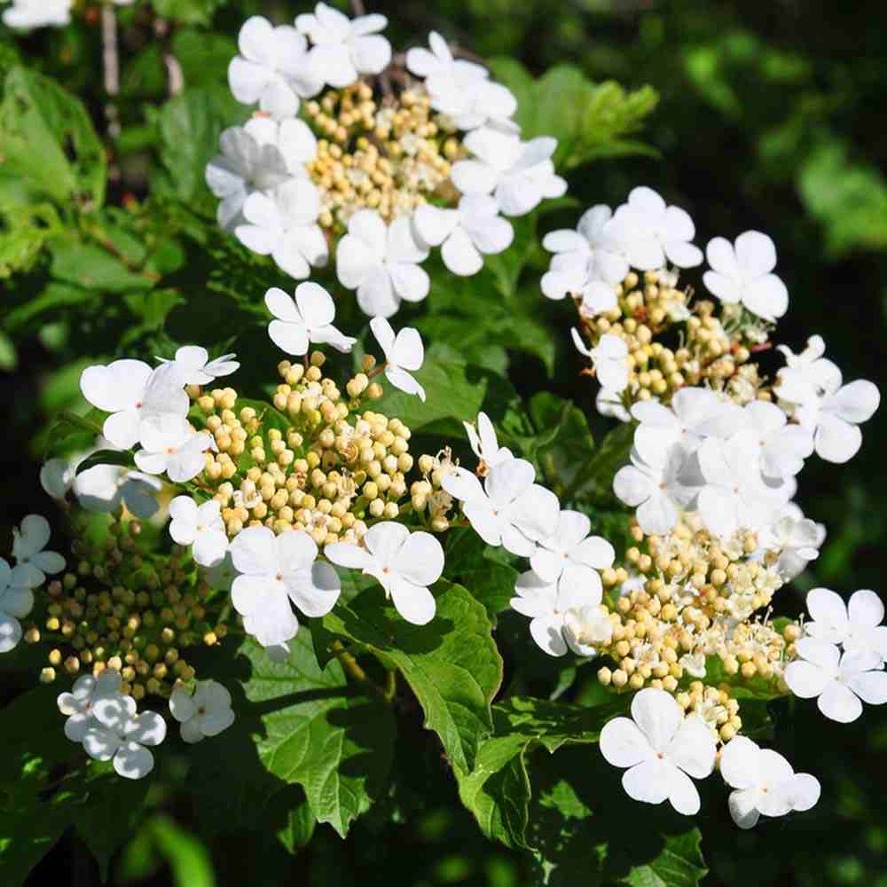 Viburnum opulus - Gelderse Roos blote wortel