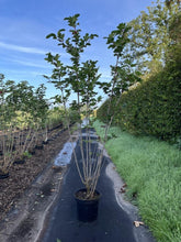 Afbeelding in Gallery-weergave laden, Viburnum opulus - Gelderse Roos Struik in pot
