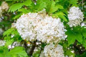 Viburnum opulus - Gelderse Roos