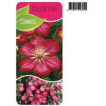 Afbeelding in Gallery-weergave laden, Clematis &#39;Ville de Lyon&#39; - Roze bosrank
