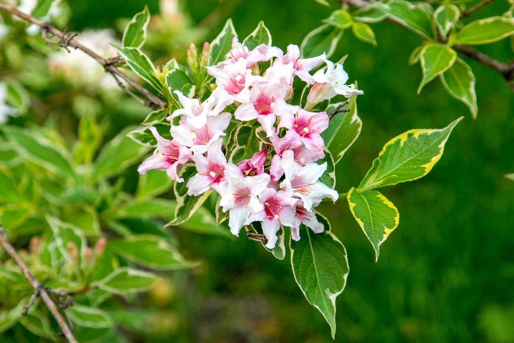 Weigela 'Nana Variegata' - Sierheester