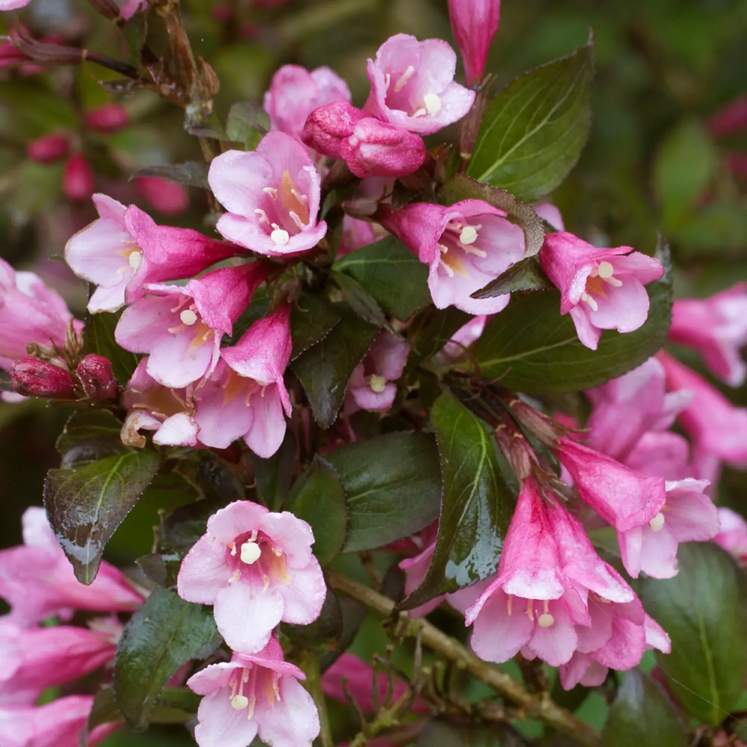 Weigela florida 'Foliis Purpureis' - Sierheester