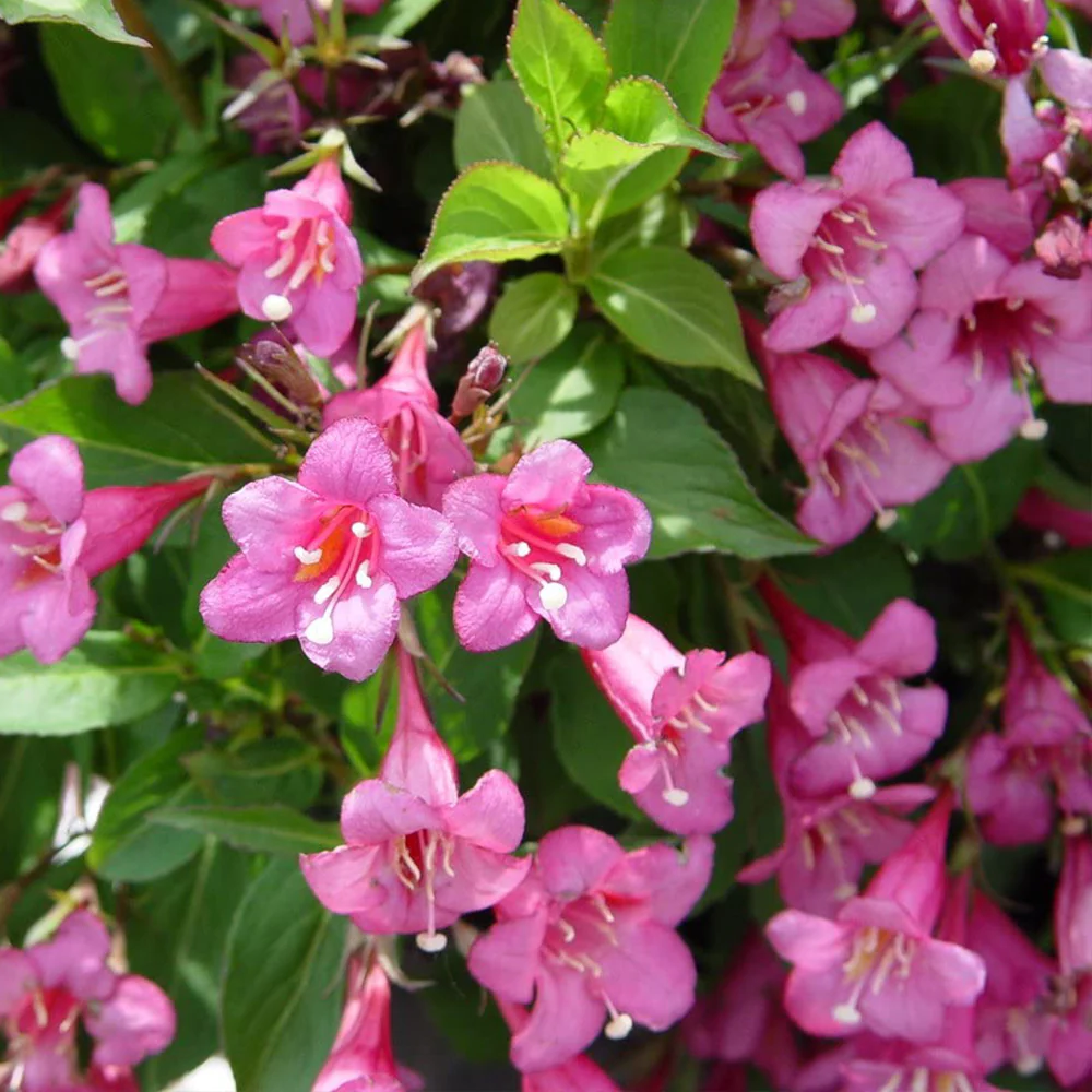 Weigela florida 'Tango' - Sierheester