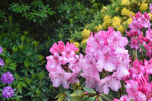 Afbeelding in Gallery-weergave laden, Rhododendron &#39;Roseum Elegans&#39;
