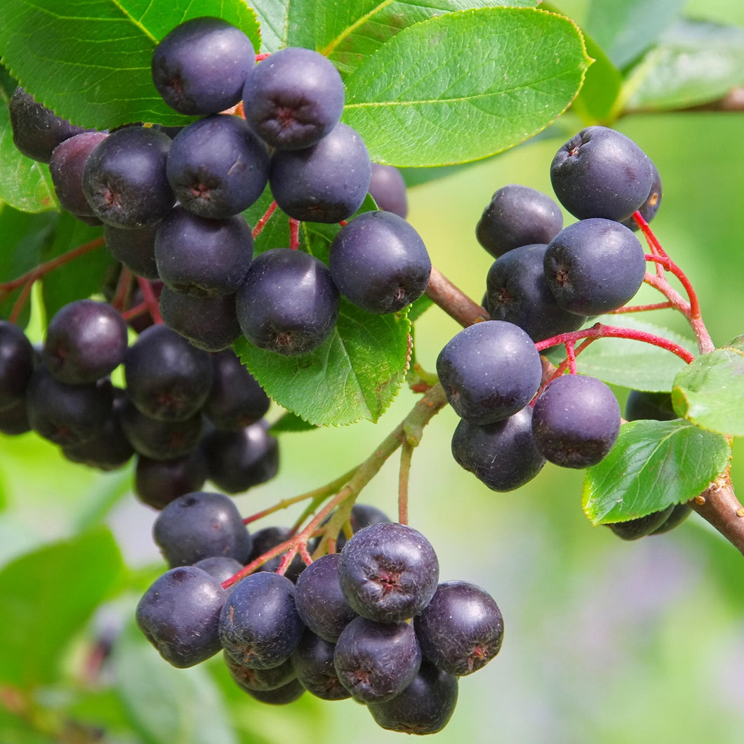 Aronia melanocarpa 'Hugin' - Zwarte bes